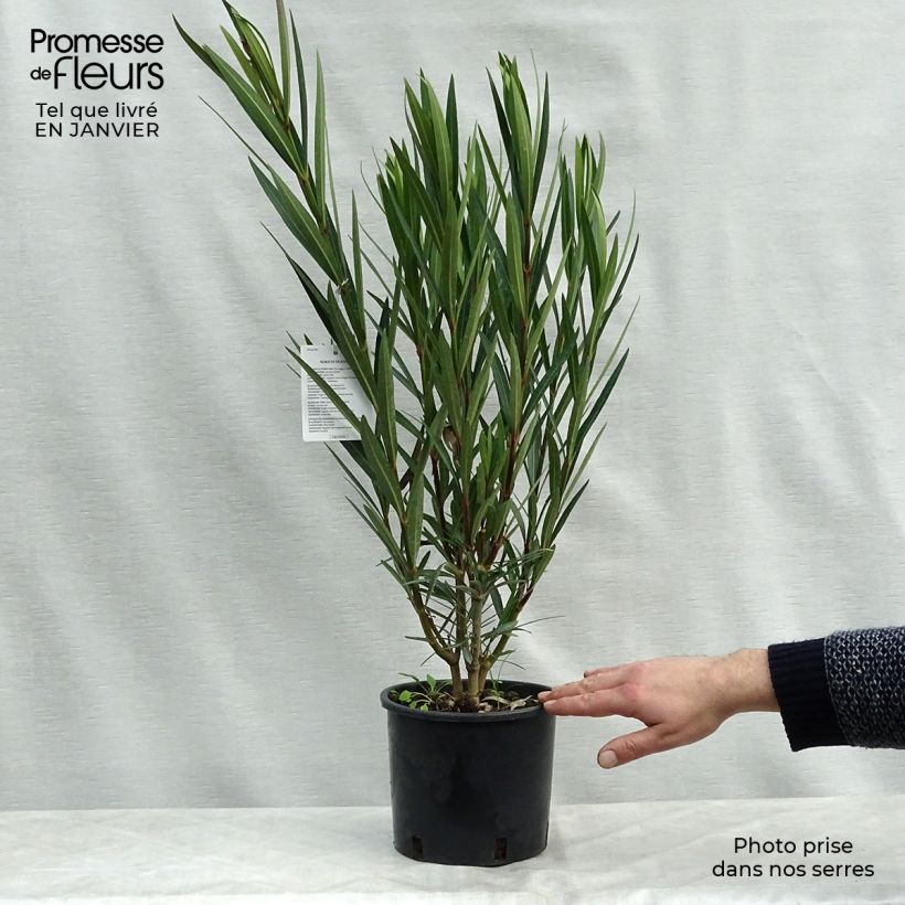 Spécimen de Laurier rose - Nerium oleander Saumon Pot de 2L/3L, Touffe tel que livré en hiver