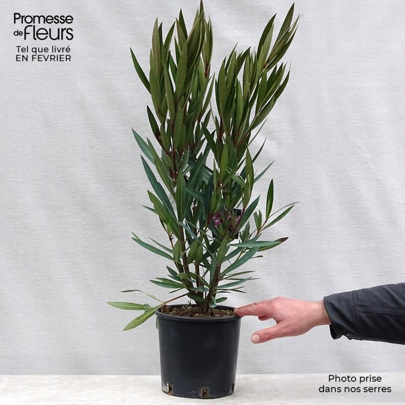 Spécimen de Laurier rose - Nerium oleander Rose Pot de 2L/3L tel que livré en hiver