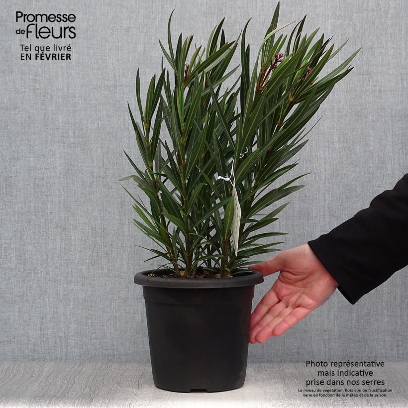 Spécimen de Laurier rose Papa Gambetta - Nerium oleander Pot de 2L/3L, Touffe tel que livré en hiver