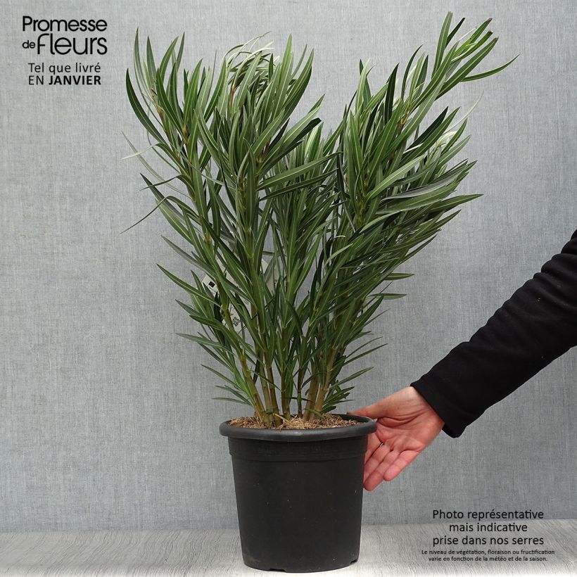 Spécimen de Laurier rose Papa Gambetta - Nerium oleander Pot de 7,5L/10L tel que livré en hiver