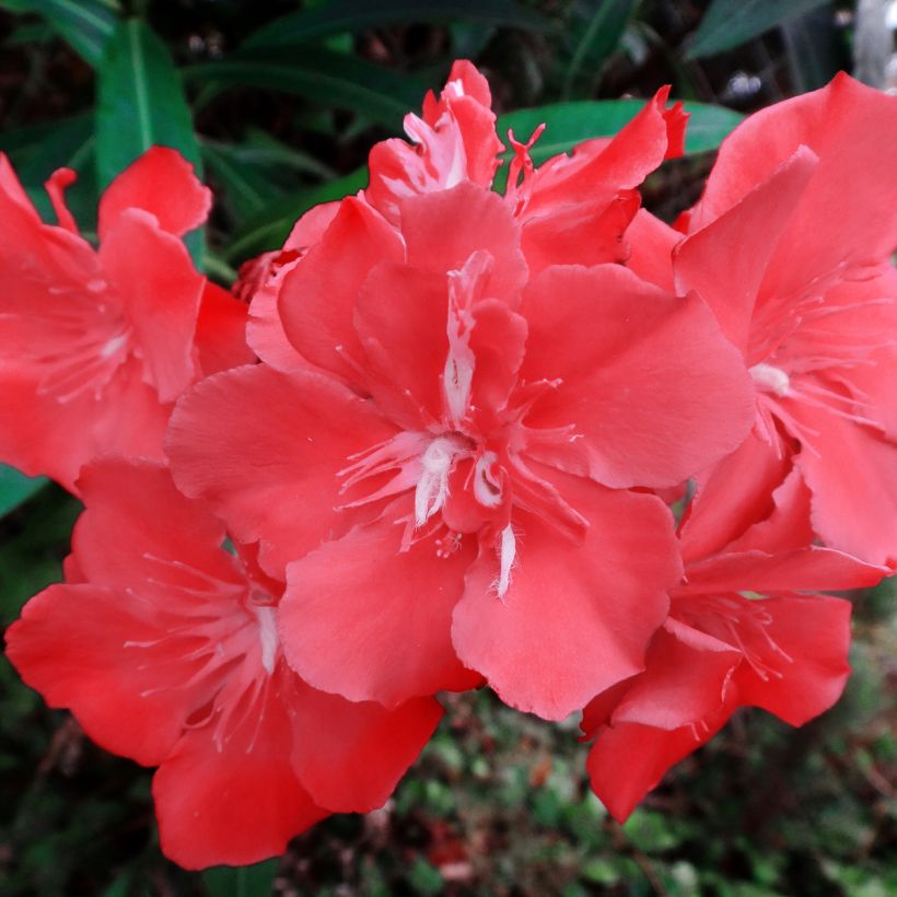 Laurier rose Scarlet Beauty -Nerium oleander (Floraison)