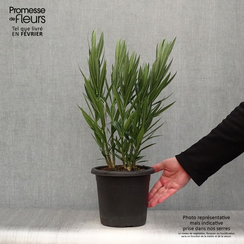 Spécimen de Laurier rose Soeur Agnes - Nerium oleander Pot de 3L/4L, Touffe tel que livré en hiver