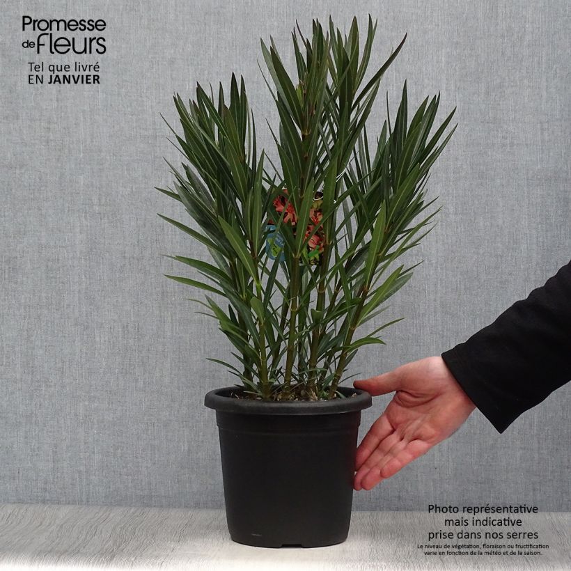 Spécimen de Laurier rose Soleil Levant - Nerium oleander Pot de 3L/4L, Touffe tel que livré en hiver