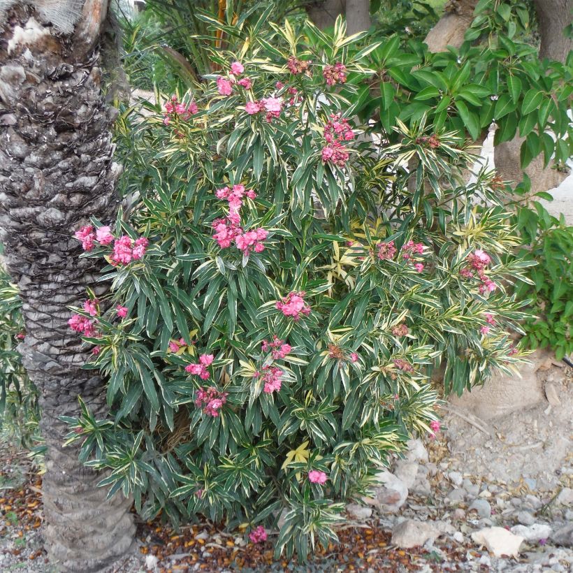 Laurier rose Variegata - Nerium oleander (Port)