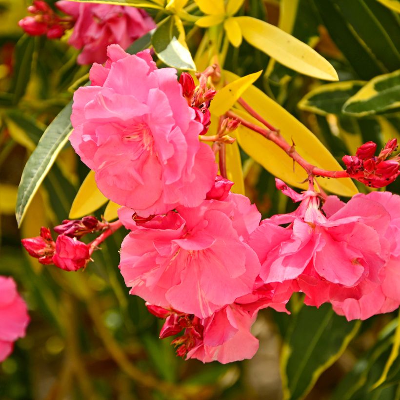 Laurier rose Variegata - Nerium oleander (Floraison)