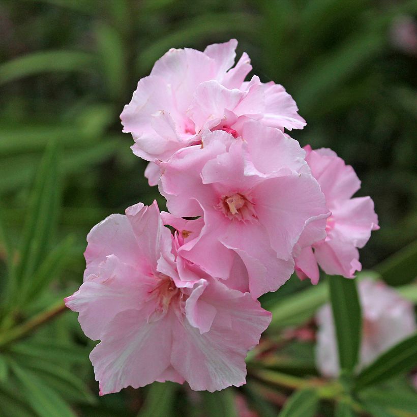 Laurier rose double Roseum Plenum - Nerium oleander (Floraison)