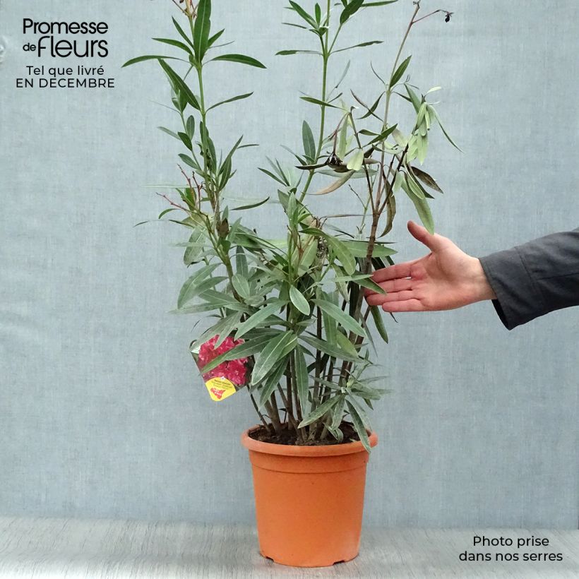 Spécimen de Laurier rose double Roseum Plenum - Nerium oleander Pot de 7,5L/10L tel que livré en hiver