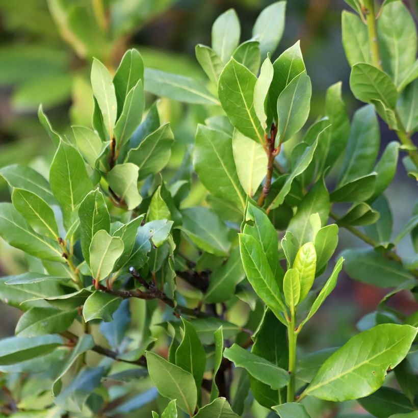 Laurier sauce De Jerusalem - Laurus nobilis (Feuillage)