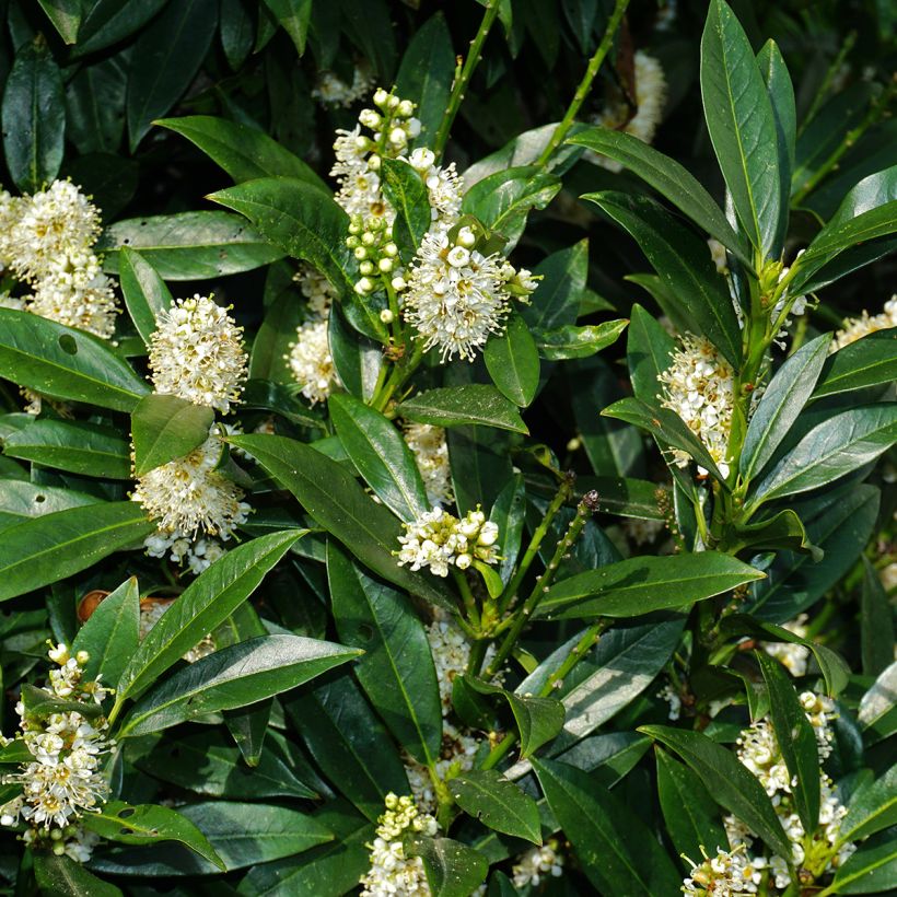 Laurier sauce De Jerusalem - Laurus nobilis (Floraison)
