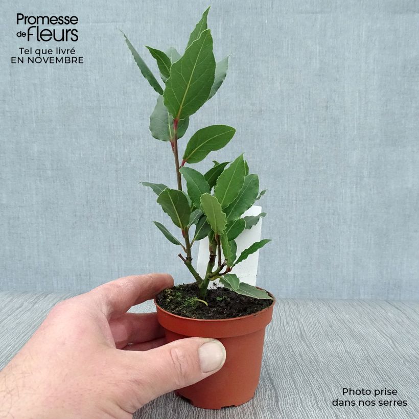 Spécimen de Laurier sauce - Laurus nobilis  Pot de 10 cm/11cm tel que livré en automne