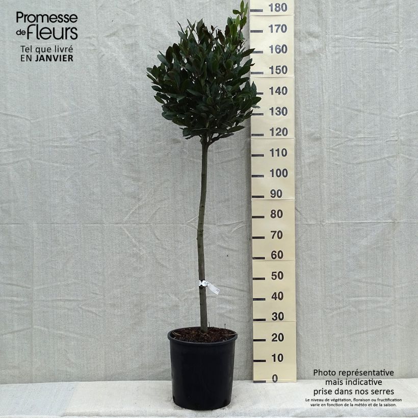Spécimen de Laurier sauce - Laurus nobilis  Pot de 12L/15L, Demi-tige tel que livré en hiver