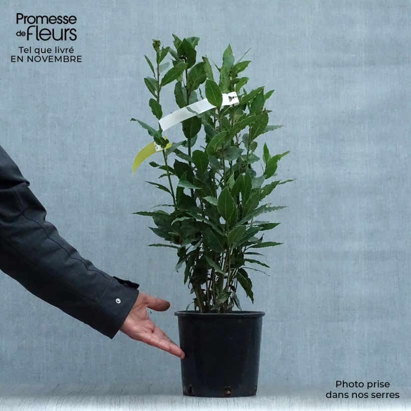 Spécimen de Laurier sauce - Laurus nobilis  Pot de 2L/3L tel que livré en automne
