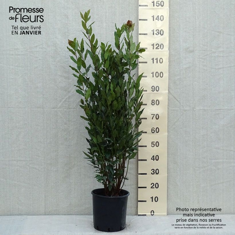 Spécimen de Laurier sauce - Laurus nobilis  Pot de 7,5L/10L tel que livré en hiver