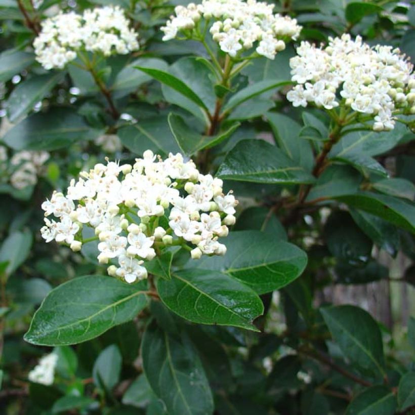 Viburnum tinus - Folhado (Floração)