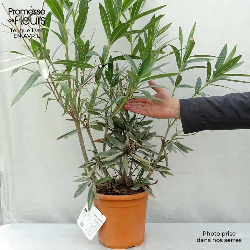Spécimen de Laurier rose double Roseum Plenum - Nerium oleander Pot de 2L/3L, Touffe 3/4 branches tel que livré au printemps