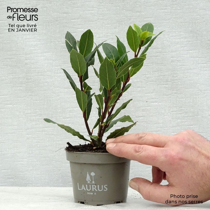Spécimen de Laurier sauce - Laurus nobilis  Pot de 10 cm/11cm tel que livré en hiver