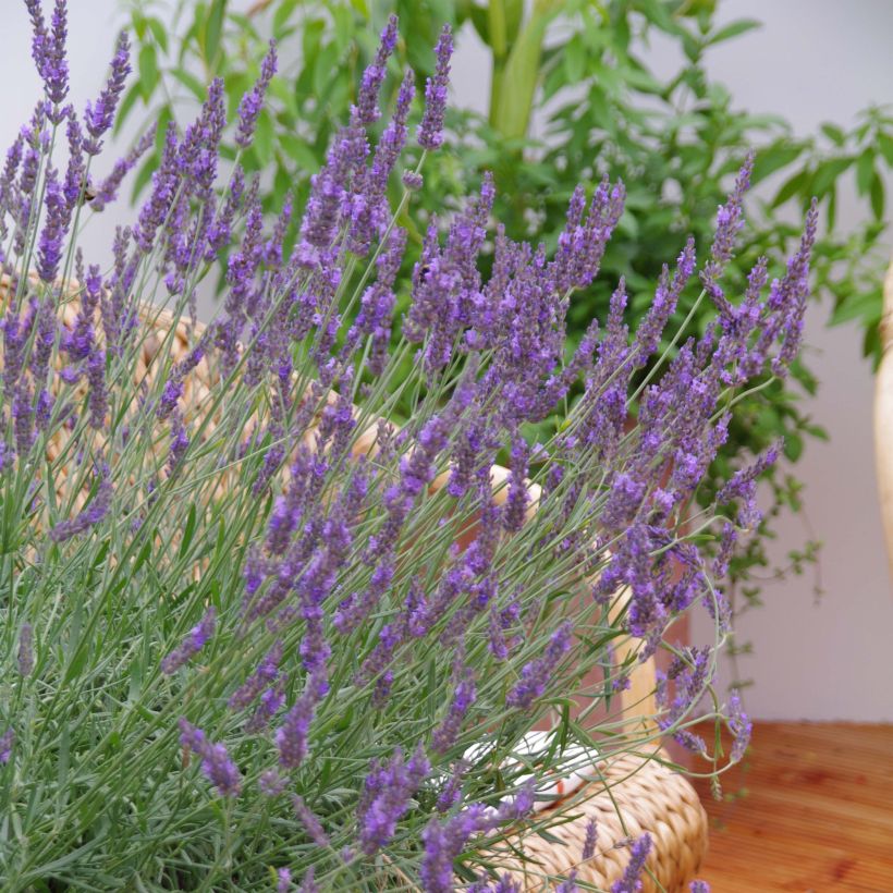 Lavande intermedia Phenomenal (Niko) - Lavandin (Floraison)