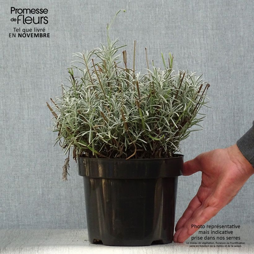 Spécimen de Lavande intermedia Phenomenal (Niko) - Lavandin Pot de 2L/3L tel que livré en automne