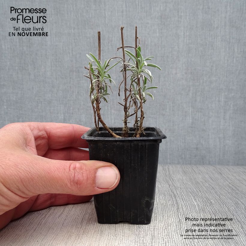 Spécimen de Lavande Vraie - Lavandula officinalis Godet de 7/8 cm tel que livré en automne