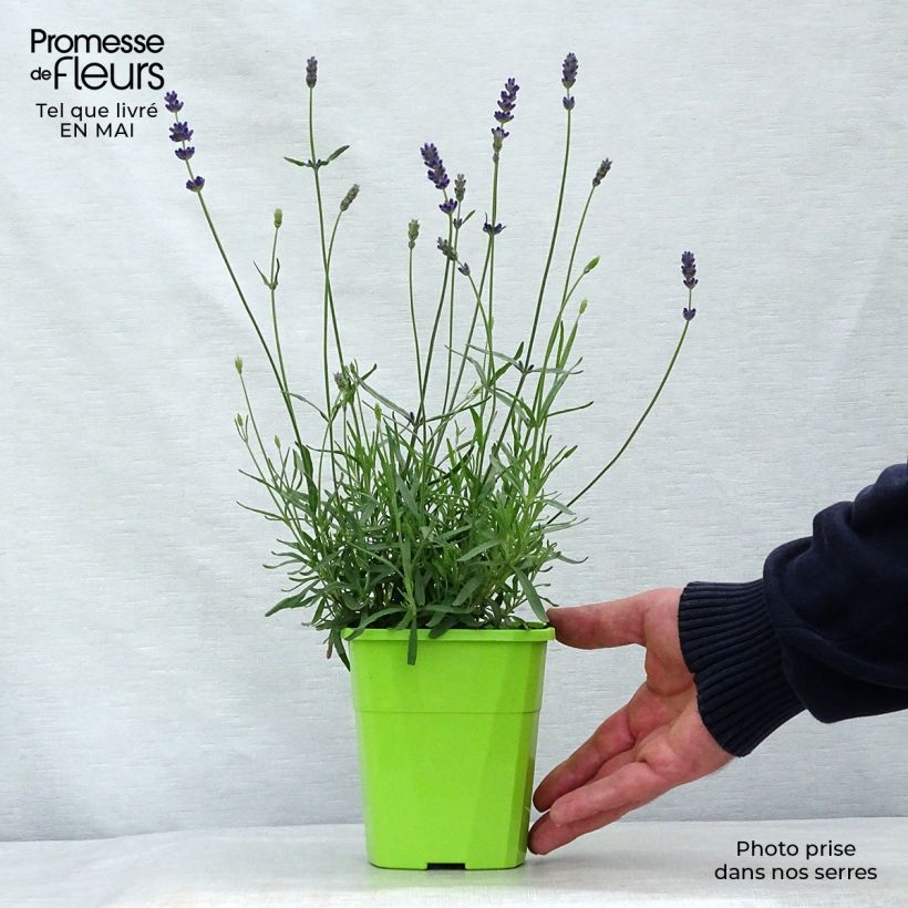 Amostra de Alfazema Bleu de Gien - Lavandula angustifolia Vaso de 1 L/1,5 L tal como entregue na primavera