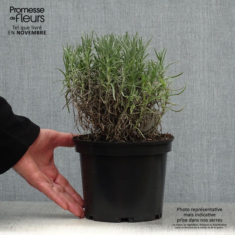 Spécimen de Lavande angustifolia Munstead Pot de 2L/3L tel que livré en automne
