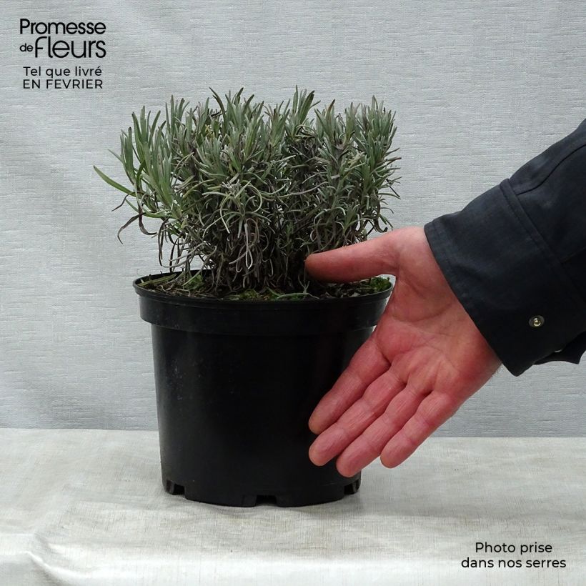 Spécimen de Lavande angustifolia Munstead Pot de 2L/3L tel que livré en hiver