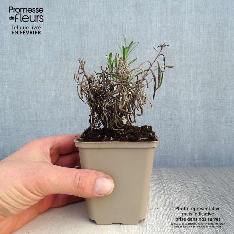 Spécimen de Lavande angustifolia Silbermöwe Godet de 8/9 cm tel que livré en hiver