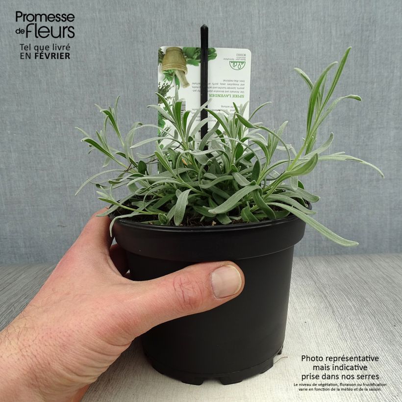 Spécimen de Lavande aspic ou à larges feuilles - Lavandula latifolia Pot de 1,5L/2L tel que livré en hiver