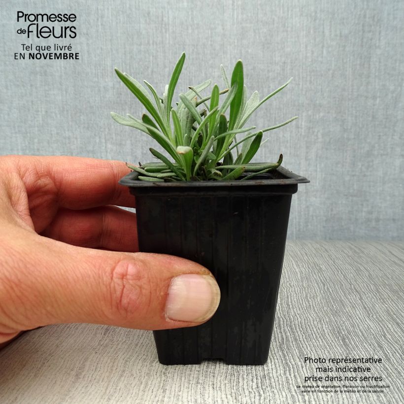 Spécimen de Lavande intermedia Grosso - Lavandin Godet de 7/8 cm tel que livré en automne