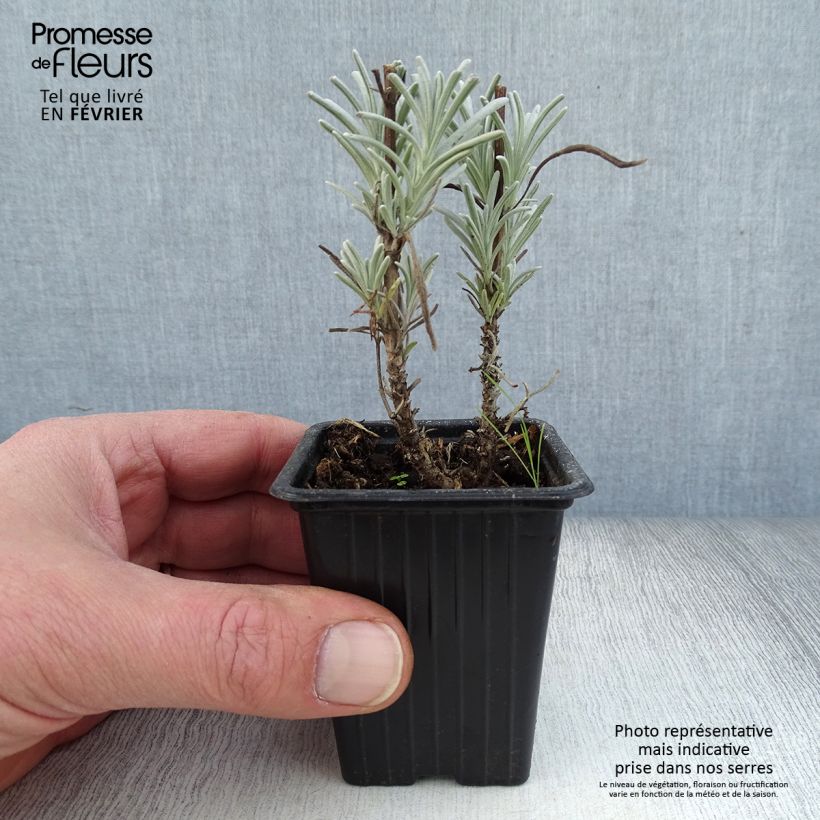 Spécimen de Lavande intermedia Grosso - Lavandin Godet de 7/8 cm tel que livré en hiver