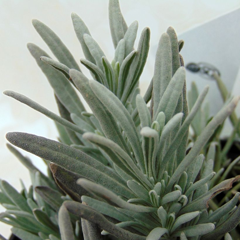 Lavande intermedia Edelweiss - Lavandin (Feuillage)