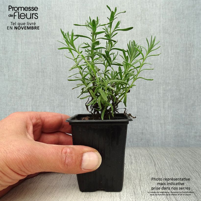 Spécimen de Lavande papillon - Lavandula stoechas Godet de 7/8 cm tel que livré en automne