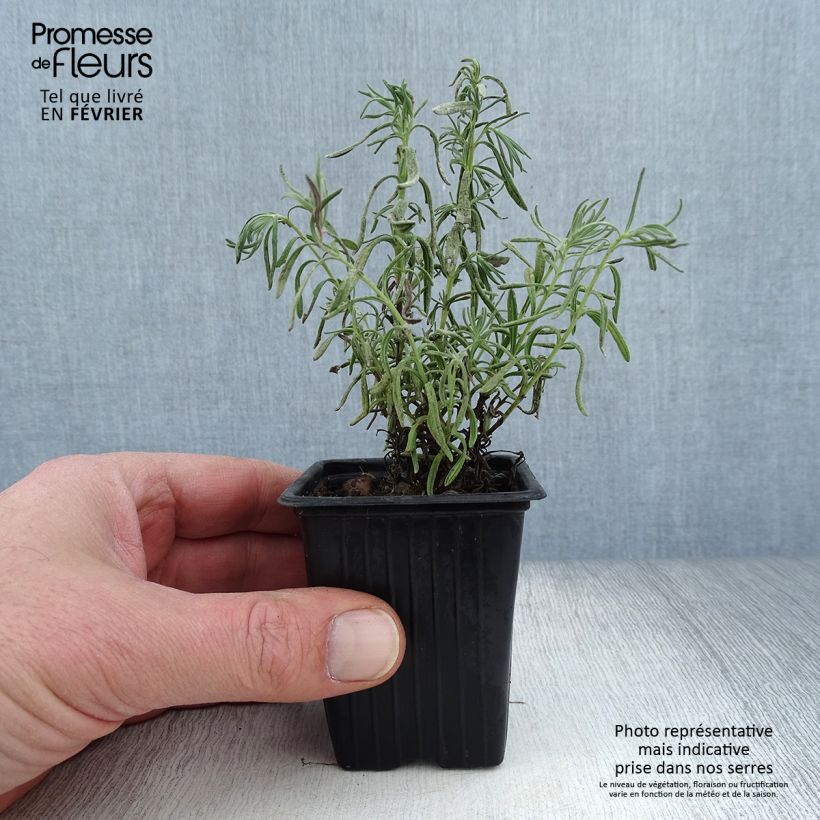 Spécimen de Lavande papillon - Lavandula stoechas Godet de 7/8 cm tel que livré en hiver