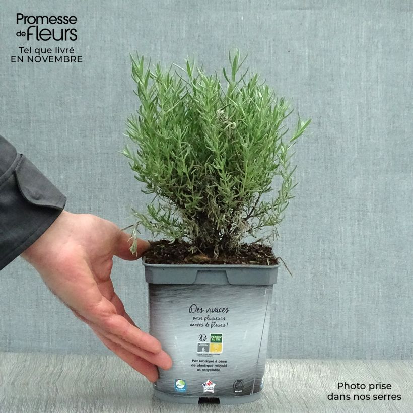 Spécimen de Lavande papillon The Princess Pot de 2L/3L tel que livré en automne