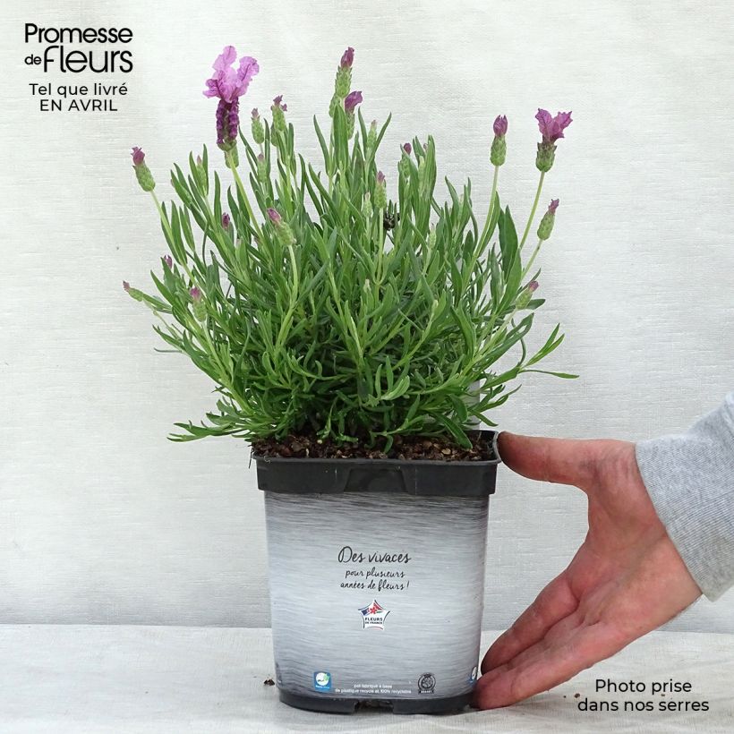 Spécimen de Lavande papillon The Princess Pot de 2L/3L tel que livré au printemps