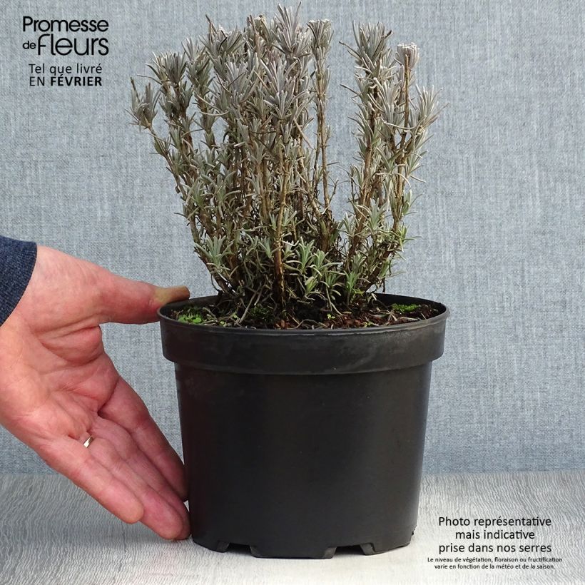Spécimen de Lavande vraie - Lavandula angustifolia Alba Pot de 2L/3L tel que livré en hiver