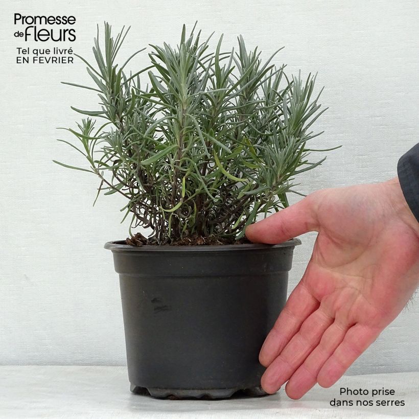 Spécimen de Lavande vraie - Lavandula angustifolia Dwarf Blue Pot de 2L/3L tel que livré en hiver
