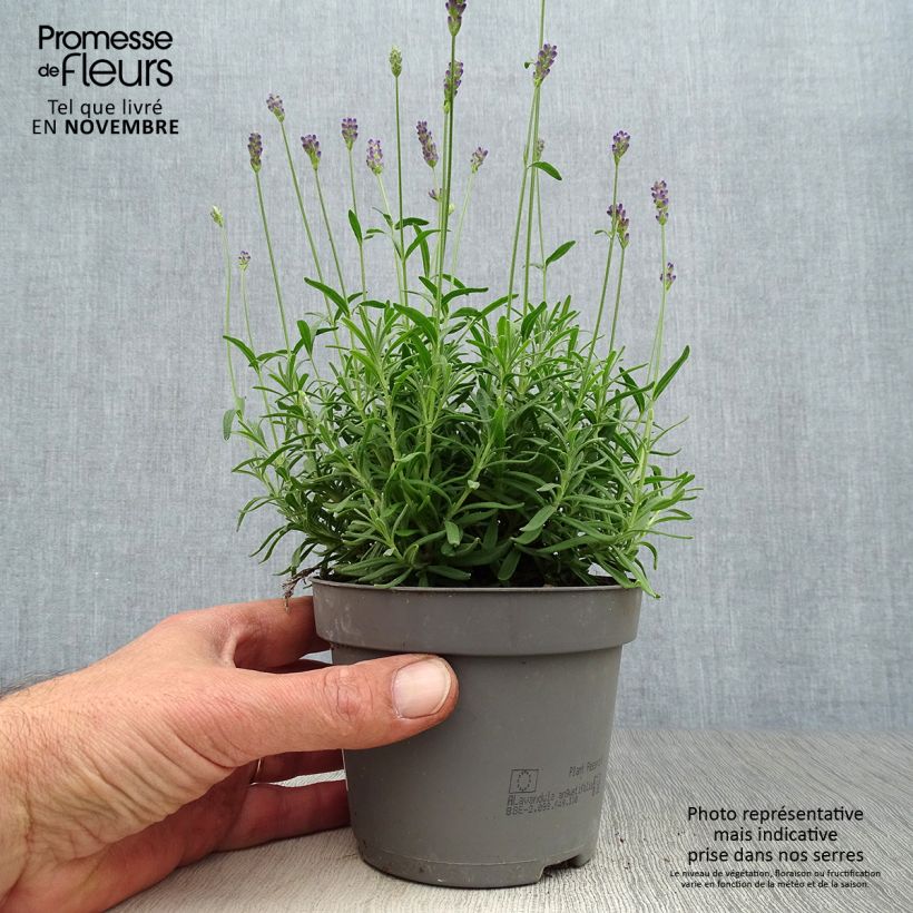 Spécimen de Lavande vraie - Lavandula angustifolia Hidcote Pot de 12 cm / 13 cm tel que livré en automne