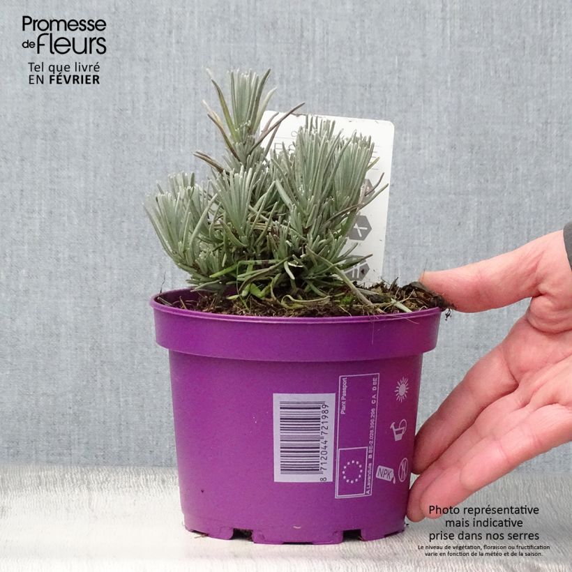 Spécimen de Lavande vraie - Lavandula angustifolia Hidcote Pot de 12 cm / 13 cm tel que livré en hiver