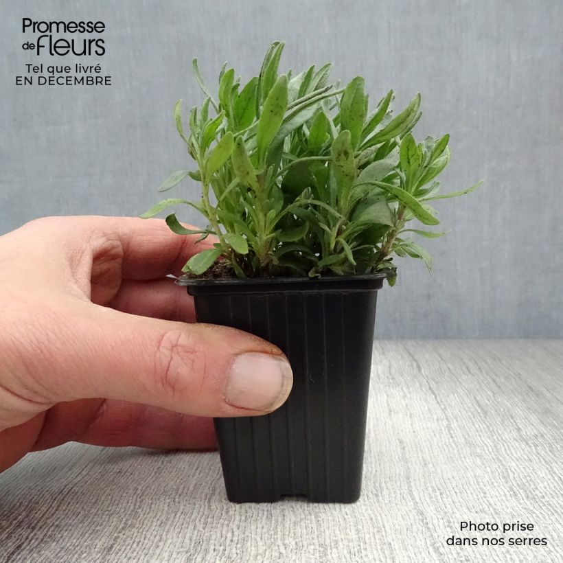 Spécimen de Lavande vraie - Lavandula angustifolia Hidcote Godet de 7/8 cm tel que livré en hiver