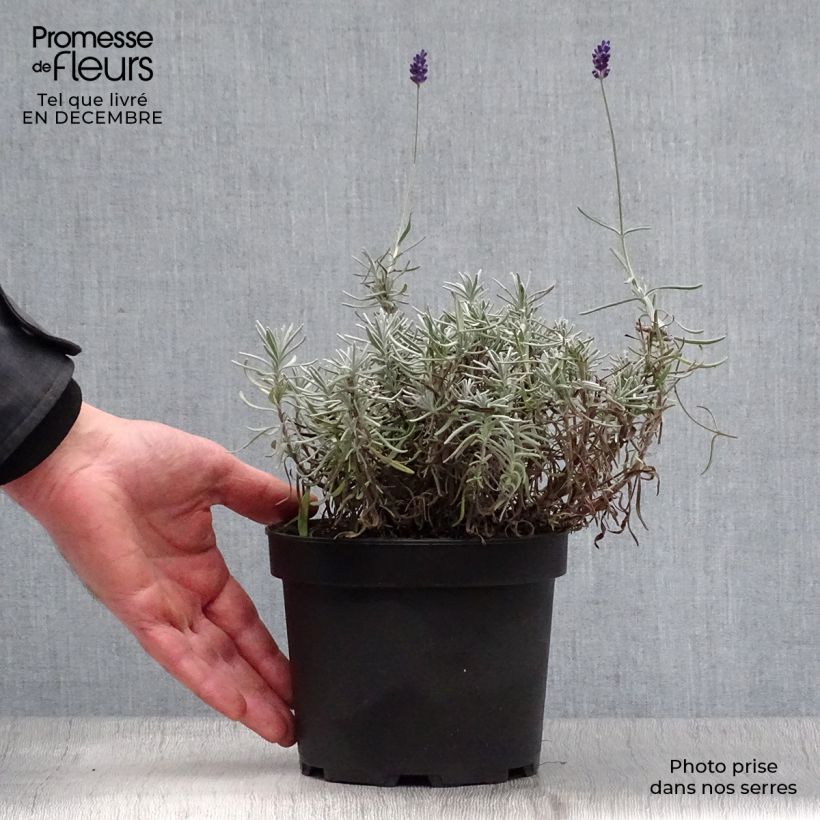 Spécimen de Lavande vraie - Lavandula angustifolia Hidcote Pot de 1,5L/2L tel que livré en hiver