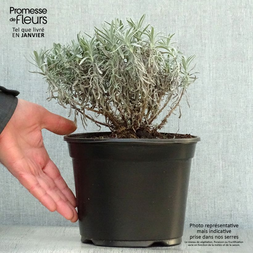 Spécimen de Lavande vraie - Lavandula angustifolia Hidcote Pot de 3L/4L tel que livré en hiver
