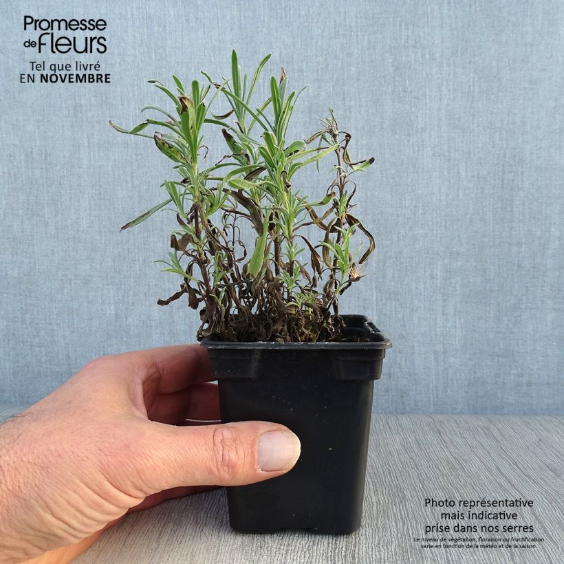 Spécimen de Lavande vraie - Lavandula angustifolia Rosea Godet de 7/8 cm tel que livré en automne