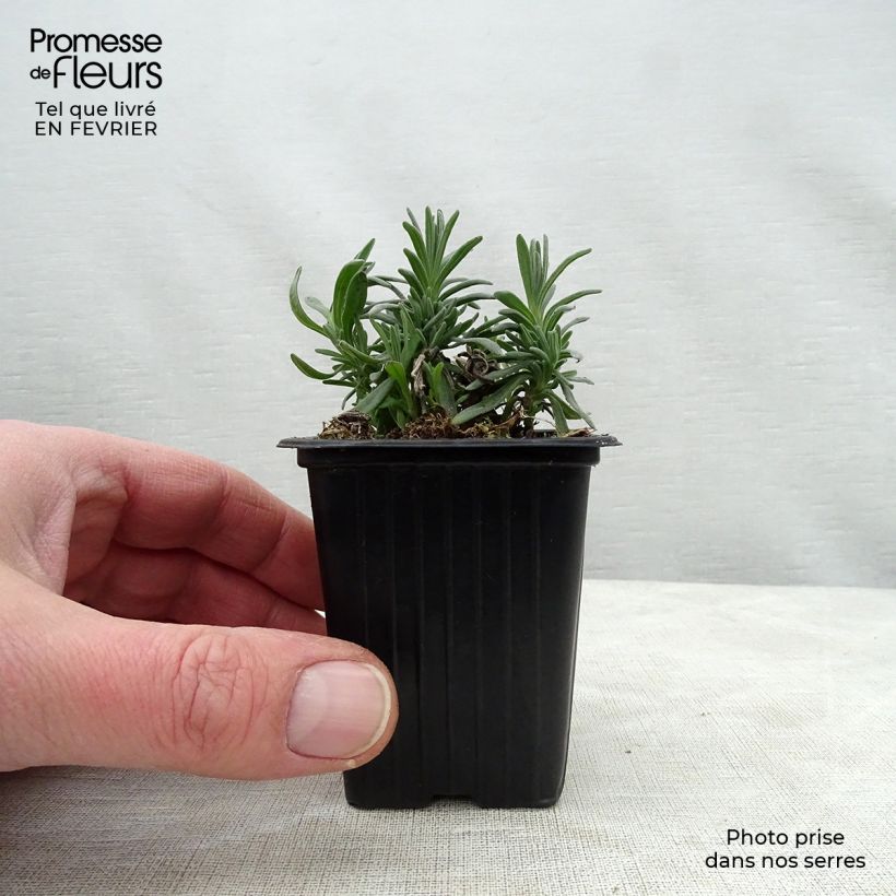Spécimen de Lavande vraie - Lavandula angustifolia Rosea Godet de 7/8 cm tel que livré en hiver