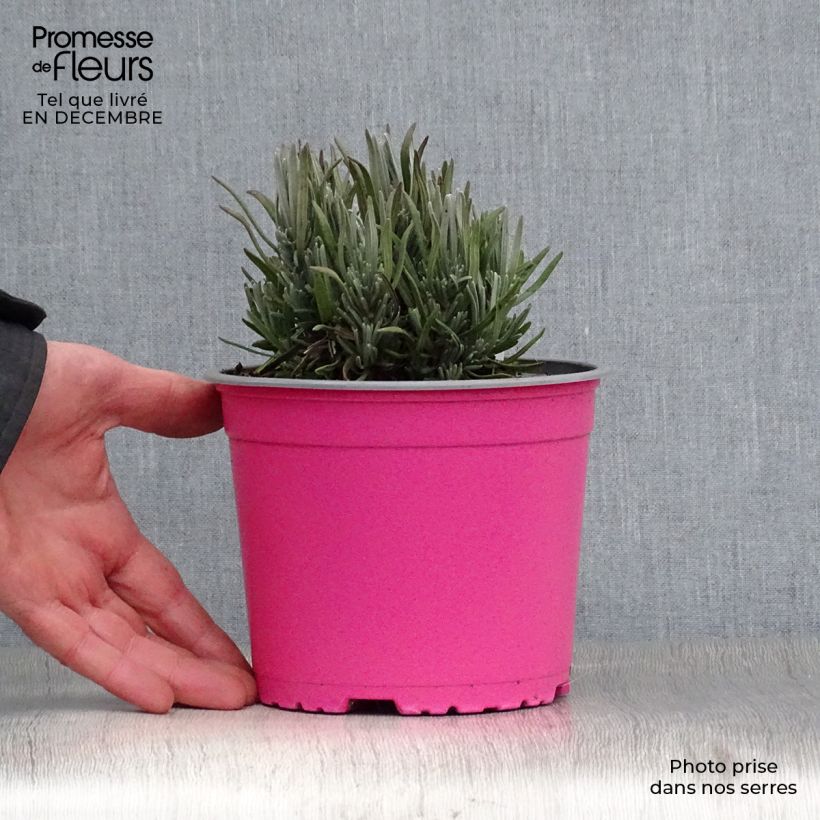 Spécimen de Lavande vraie - Lavandula angustifolia Rosea Pot de 2L/3L tel que livré en hiver