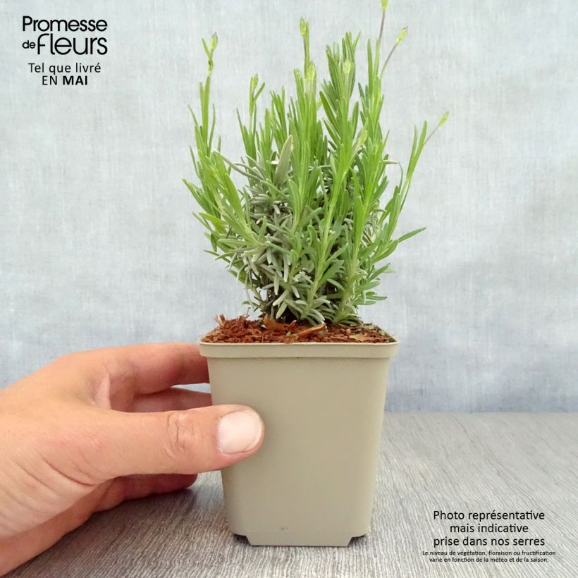 Spécimen de Lavande vraie Middachten - Lavandula angustifolia Middachten Godet de 8/9 cm tel que livré au printemps