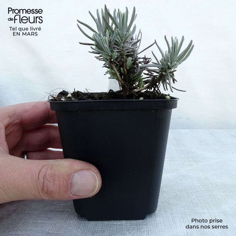 Spécimen de Lavande vraie Siesta - Lavandula angustifolia Siesta Godet de 8/9 cm tel que livré au printemps