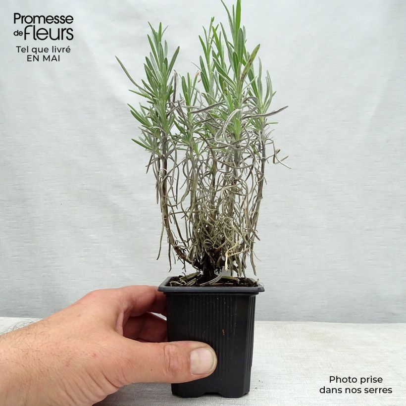 Spécimen de Lavande intermedia Grappenhall - Lavandin Godet de 8/9 cm tel que livré au printemps