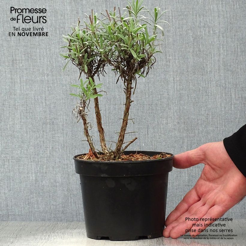Spécimen de Lavande intermedia Grappenhall - Lavandin Pot de 2L/3L tel que livré en automne