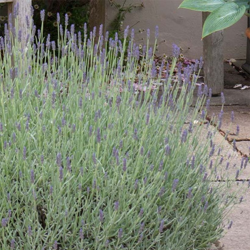 Lavande Richard Gray (Floraison)